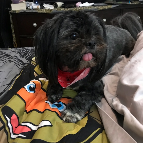 Meet your Posher, Callan - Picture 4 of 8